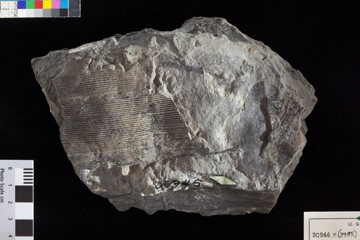 Schizoneura planicostata (Rogers) Fontaine