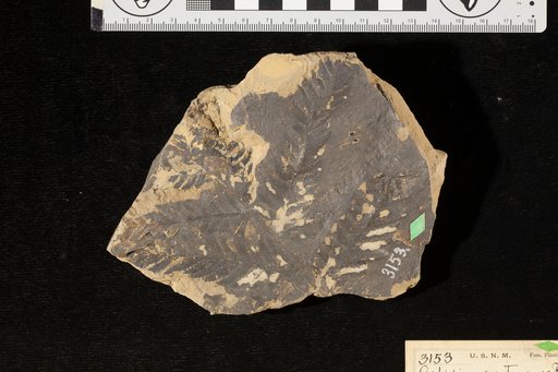 Aspidium montanense Fontaine
