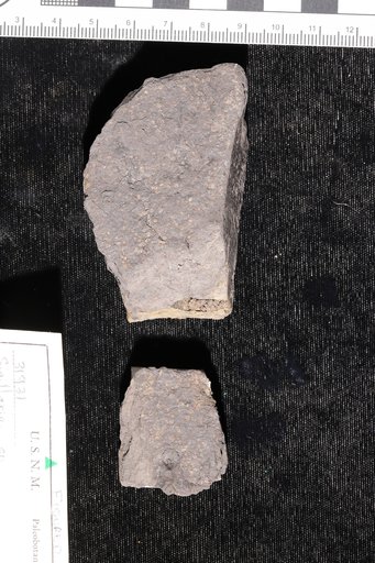 Sigillaria sp White