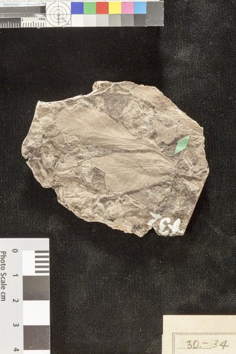 Lygodium neuropteroides Lesquereux