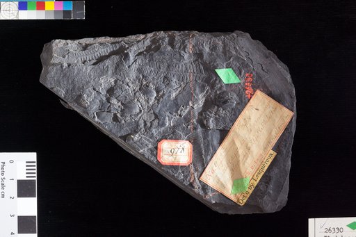Rhabdocarpus subglobosus Lesquereux