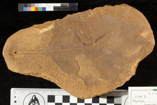 Phyllites durescens Lesquereux