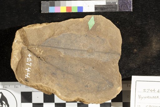 Hymenaea dakotana Lesquereux