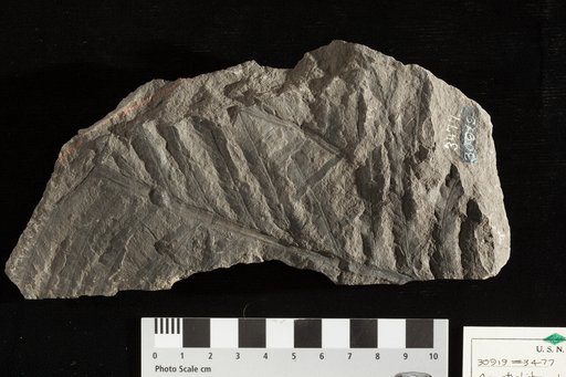Acrostichites rhombifolius Fontaine