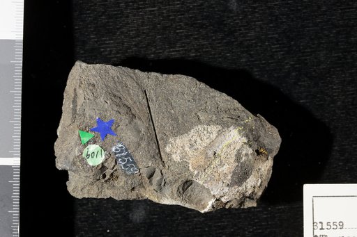 Thyrospertis rarisopteris Fontaine