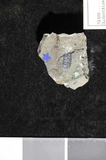 Matonidium althausi (Dunker) Heer