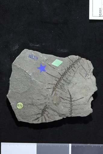 Cunninghamites pulchellus Knowlton in Stanton & Hatcher