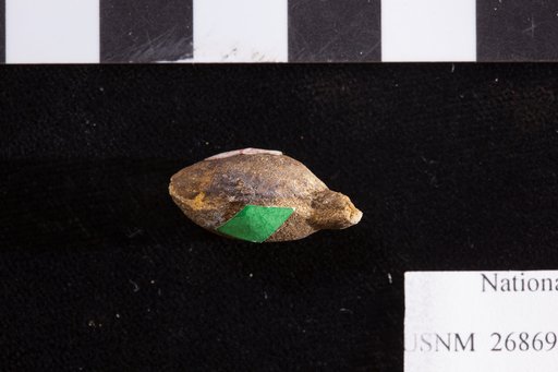 Trigonocarpus starkianus Lesquereux