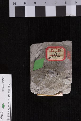 Trigonocarpus kansaseanus Lesquereux
