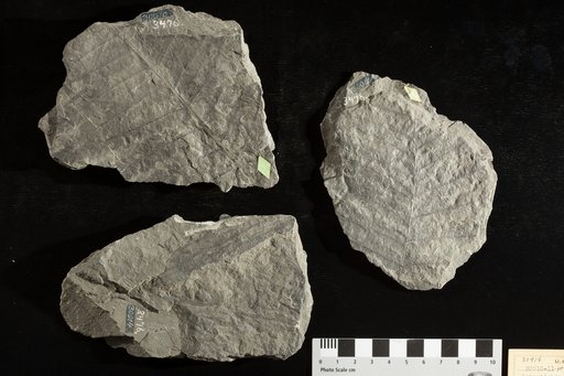 Acrostichites densifolius Fontaine