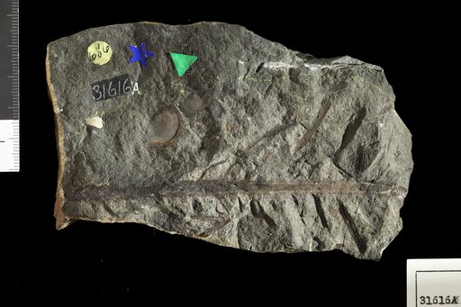 Dioonites dunkerianus (Goeppert) Miquel