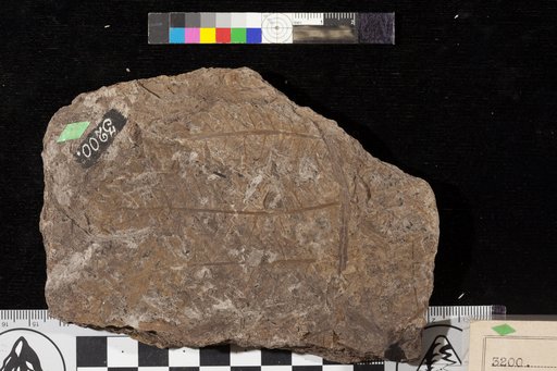 Cladophlebis falcata Fontaine