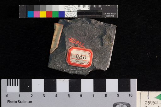 Carpolithes perpusillus Lesquereux