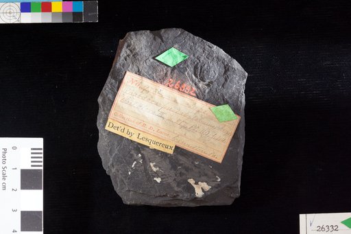 Rhabdocarpus subglobosus Lesquereux