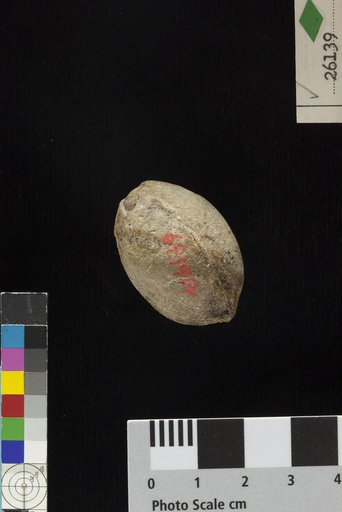 Trigonocarpum dawesii Lindley & Hutton