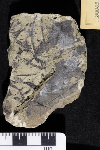 Hicoria magnifica Knowlton