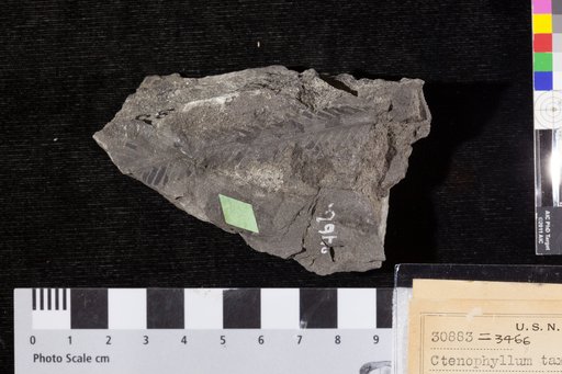 Ctenophyllum taxinum (Hutton & Lindley) Fontaine
