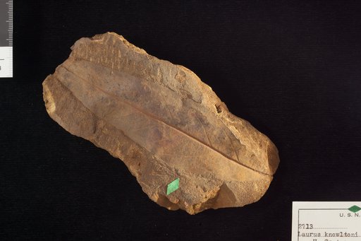Laurus knowltoni Lesquereux