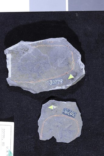 Chondrites divaricatus Fisher-Ooster