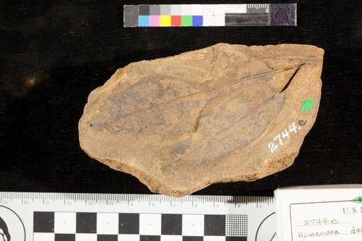 Hymenaea dakotana Lesquereux