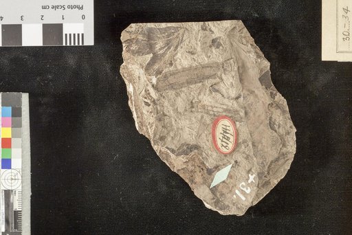 Lygodium neuropteroides Lesquereux