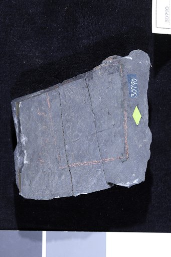 Retiphycus hexagonale Ulrich