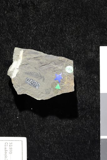 Cladophlebis browniana (Dunker) Seward