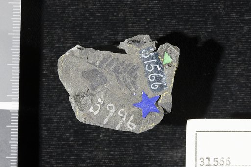Cladophlebis browniana (Dunker) Seward