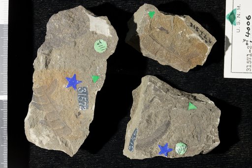 Cladophlebis falcata Fontaine