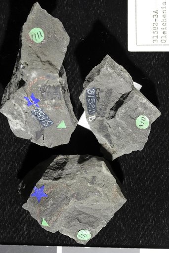 Gleichenia nordenskioldi Heer