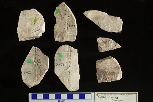 Quercus saffordi Lesquereux