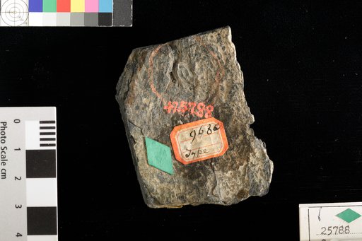 Cardiocarpus ellipticus (Sternberg) Lesquereux
