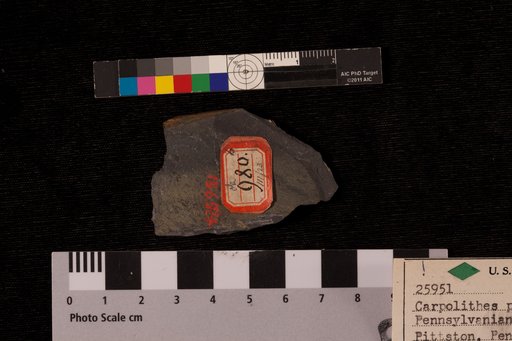 Carpolithes perpusillus Lesquereux
