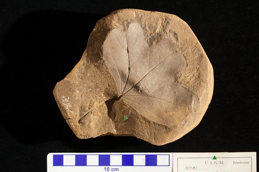 Aralia groenlandica Heer