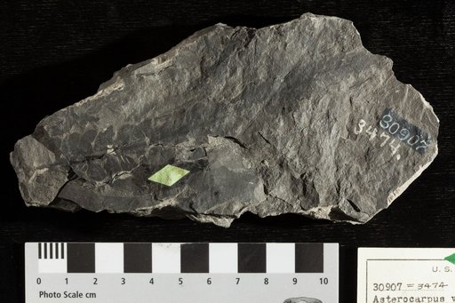 Asterocarpus virginiensis var. obtusiloba Fontaine