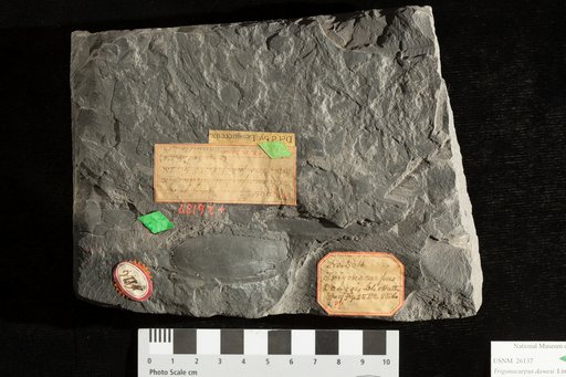 Trigonocarpum dawesii Lindley & Hutton