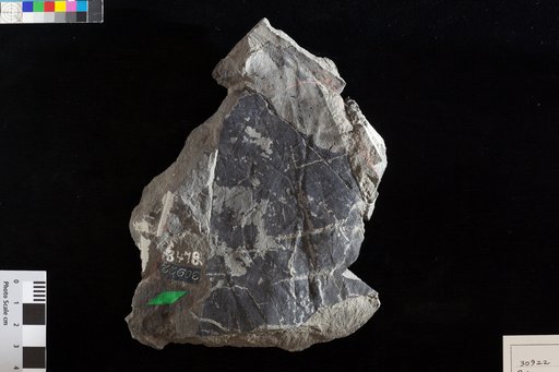 Sphenozamites rogersianus Fontaine