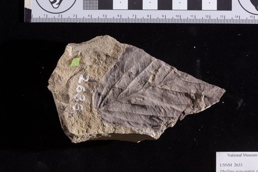 Phyllites wascoensis Lesquereux