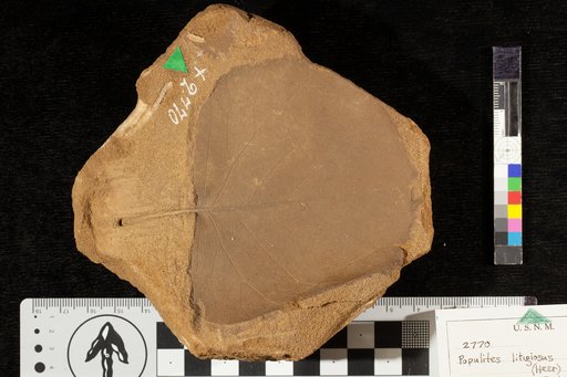 Populites litigiosus (Heer) Lesquereux