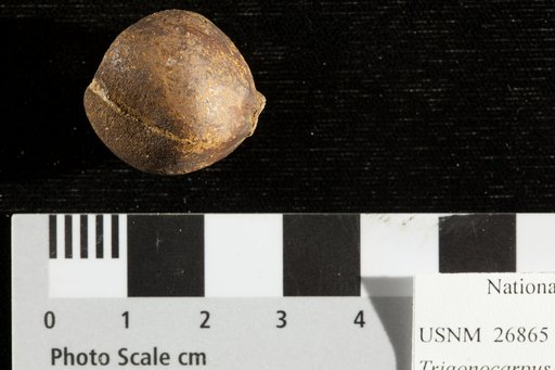 Trigonocarpus starkianus Lesquereux