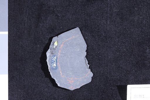 Chondrites alpestris Heer