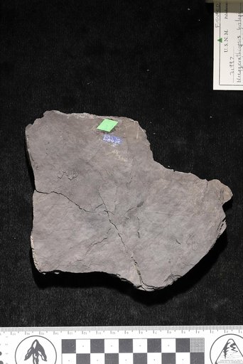 Noeggerathiopsis hislopi (Bunbury) Feistmantel