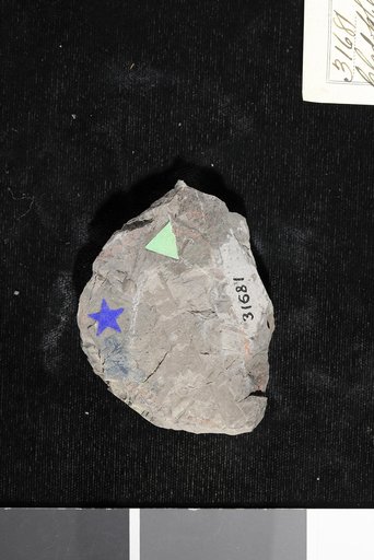 Cladophlebis flacata var. montanensis Fontaine in Ward