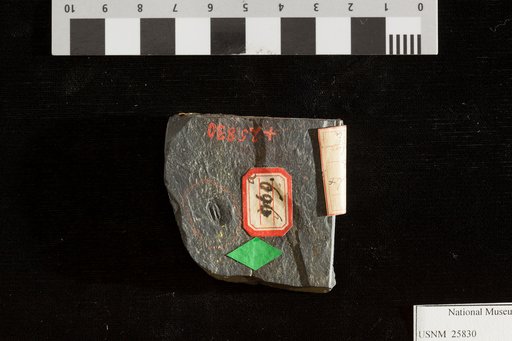 Rhabdocarpus late-costatus Lesquereux