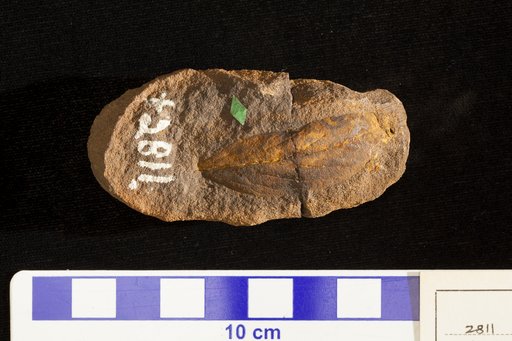 Celastrophyllum obliquum Knowlton