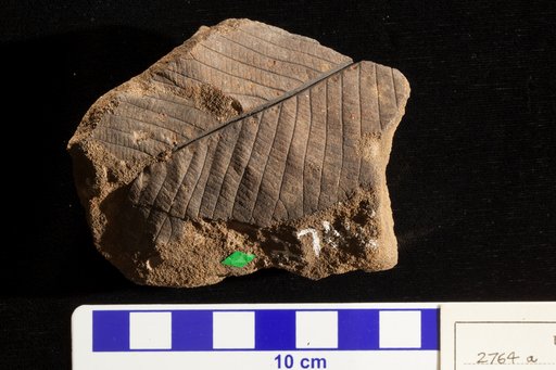Anacardites antiquus Lesquereux