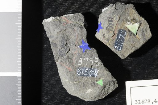Cladophlebis ungeri (Dunker) Ward
