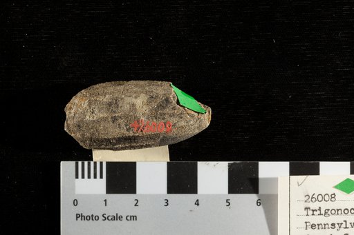 Trigonocarpus schultzianus Berger & Goeppert