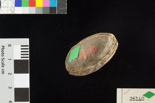 Trigonocarpum dawesii Lindley & Hutton