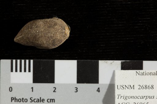 Trigonocarpus starkianus Lesquereux